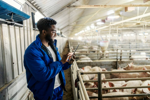 Multicultural farmer with tablet standing near pigs in cote and using tablet.